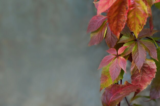 Farbige Herbstblätter