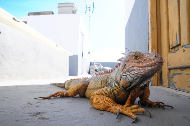 Farbige junge männliche Leguan-Eidechse auf einer grauen Oberfläche