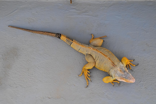 Farbige junge männliche Leguan-Eidechse auf einer grauen Oberfläche