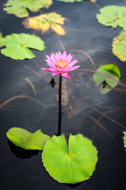 Farbige Lotosblume auf dem Wasser