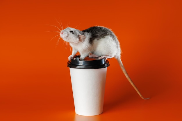 Farbige Ratte mit einer Papiertasse Maus auf einer Kaffeetasse Porträt eines Schädlings Nagetier, isoliert auf orangefarbenem Hintergrund für Buchstaben und Kopfzeilen