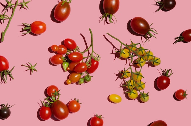 Farbige rote und gelbe frische rohe Tomaten auf Ast auf rosafarbenem Hintergrund flach gelegt