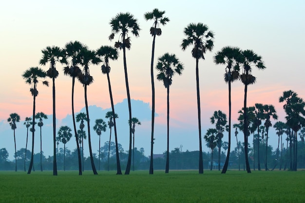 Farbige Sonnenuntergangslandschaft mit Silhouetten von Zuckerpalmen auf dem Reisfeld