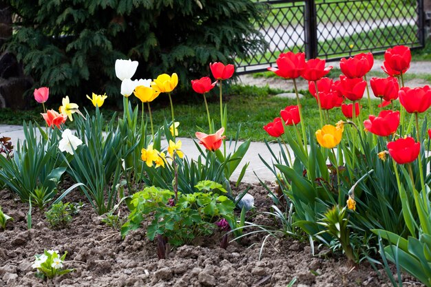 Foto farbige tulpen auf der blumenbeet-nahaufnahme