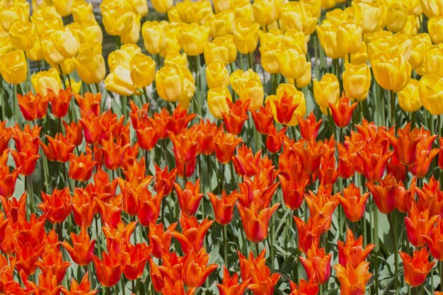 Farbige Tulpenblumen blühen als Blumenhintergrund