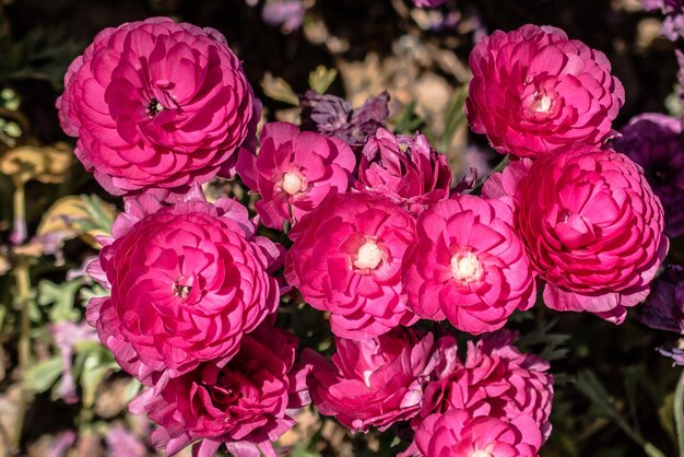 Farbige Tulpenblumen blühen im Garten