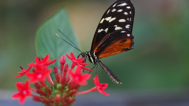 Farbige und schöne Schmetterlinge