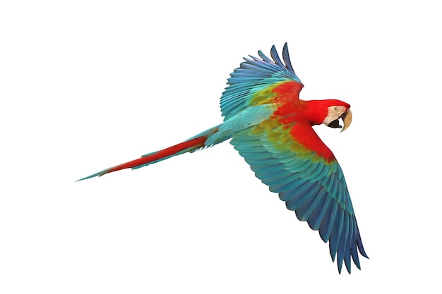 Farbiger fliegender Grünflügel-Mara-Papagei isoliert auf weißem Hintergrund