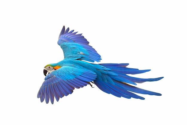 Farbiger fliegender Papagei isoliert auf weißem Hintergrund