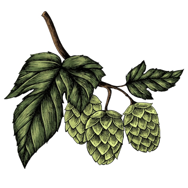 Farbiger frischer Hopfen png durchsichtig