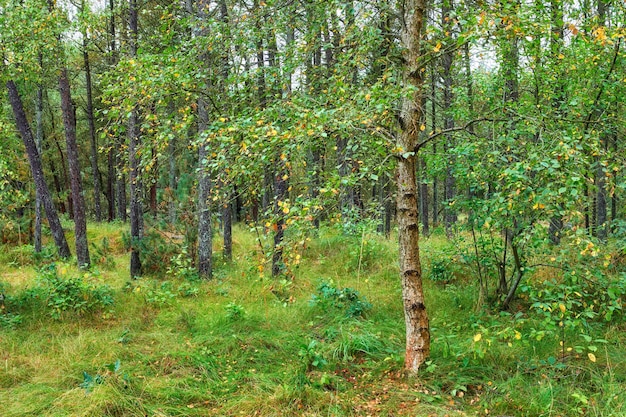 Farbiger natürlicher und schöner Wald mit Baumblättern, die im Herbst fallen, wenn sich die Jahreszeiten in der Natur ändern Landschaft von hohen Pflanzen auf grüner Wiese im Wald an einem hellen sonnigen Tag auf dem Land