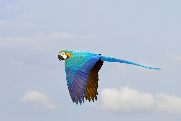 Farbiger Papagei im Himmel, frei fliegender Vogel.