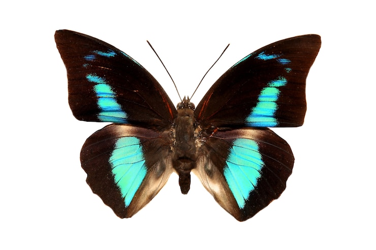 Foto farbiger schmetterling auf einem weißen hintergrund. foto in hoher qualität