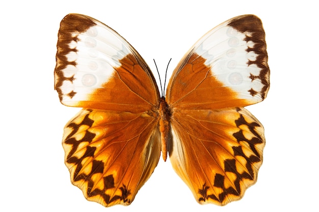 Farbiger Schmetterling auf einem weißen Hintergrund. Foto in hoher Qualität