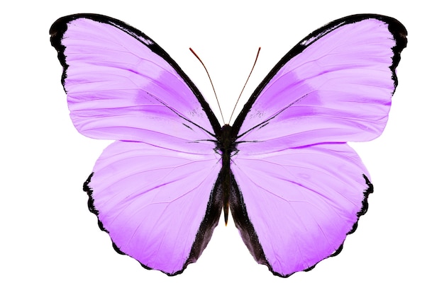 Farbiger Schmetterling auf einem weißen Hintergrund. Foto in hoher Qualität