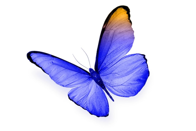 Farbiger Schmetterling lokalisiert auf einem weißen Hintergrund. Foto in hoher Qualität