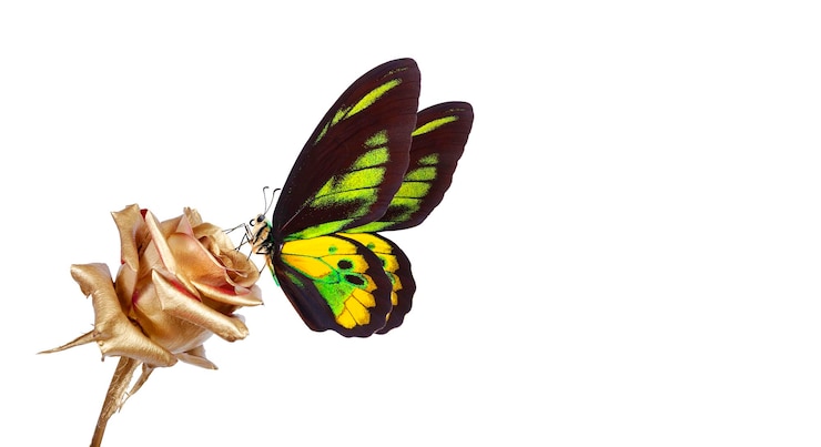 Foto farbiger tropischer schmetterling auf einer goldenen rose, isoliert auf einem weißen copy-raum rothschilds vogelflügel