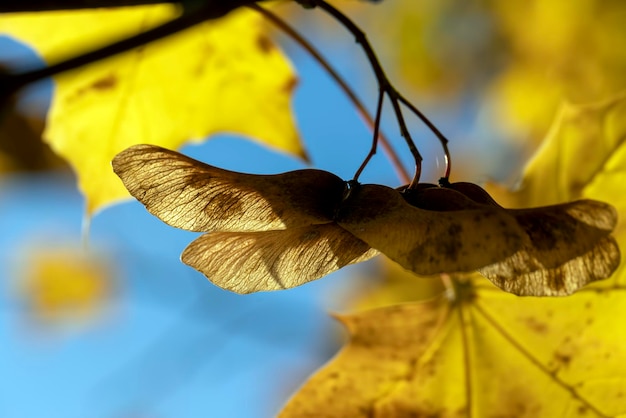 Farbiges Ahornlaub im Herbst