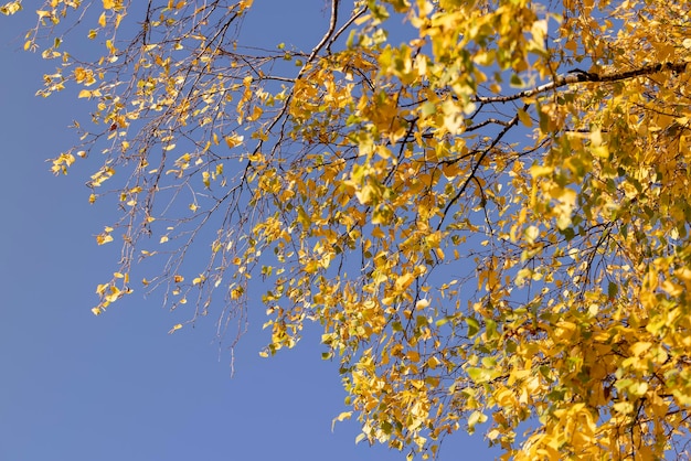 Farbiges Birkenlaub im Herbst