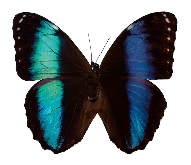 Farbschmetterling, isoliert auf weißem Hintergrund mit Beschneidungspfad, Morpho Patroclus.