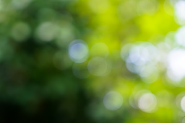 Farbtöne des schönen defocused natürlichen Grüns verlässt mit weißem Licht bokeh Hintergrund