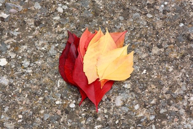 Foto farbverlauf der herbstblätter