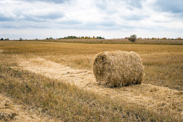 Fardo de feno Agricultura campo com céu Natureza rural na terra da fazenda Palha no prado Trigo amarelo colheita dourada no verão Campo paisagem natural Colheita de grãos