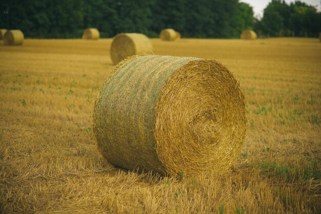 Fardo de feno seco no campo, agricultura