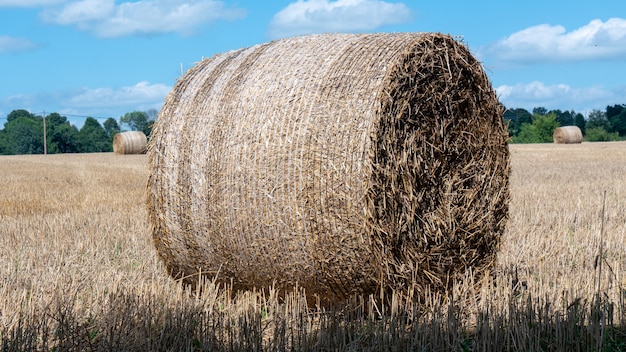 Fardo de palha após a colheita