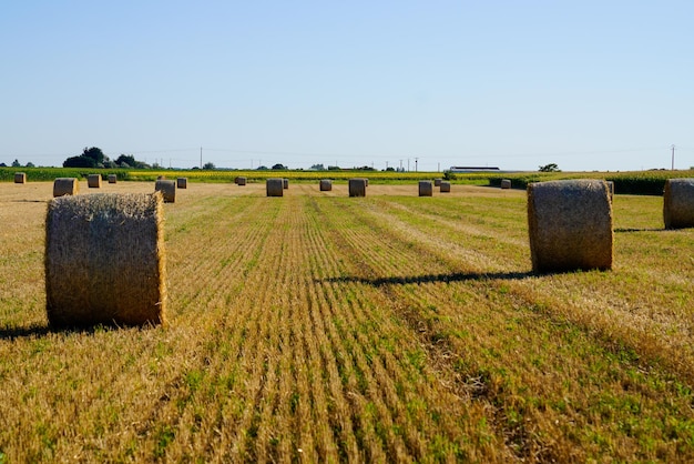 Fardo de palha redonda em um campo de trigo nas terras agrícolas no verão recentemente colhido