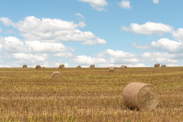 Un fardo de heno se encuentra en un campo en un día cálido y soleado contra el fondo de nubes esponjosas Secado de heno al aire libre Preparación de alimentos para ganado