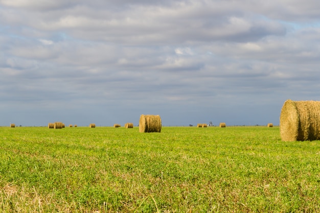 Fardos de alfalfa en el campo en verano.