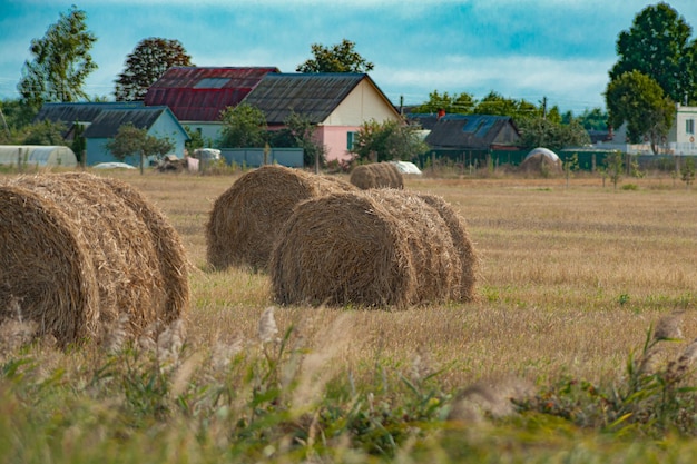 Fardos de feno bolas de feno palheiro ou palheiro em um campo agrícola Fardos de palha no campo agrícola