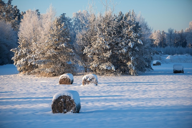 Fardos de feno cobertos de neve em campo com floresta de neve e árvores ao fundo branco dia de inverno