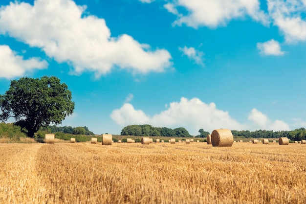 Fardos de feno e palha no campo Paisagem rural inglesa Trigo amarelo dourado colheita no verão