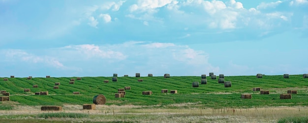 Fardos de feno em um campo agrícola em Alberta após a colheita