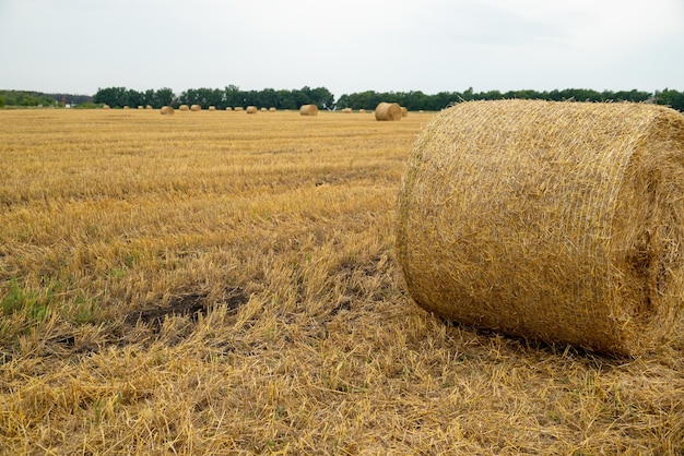 Fardos de feno enrolados e embalados após a colheita no campo agrícola no verão