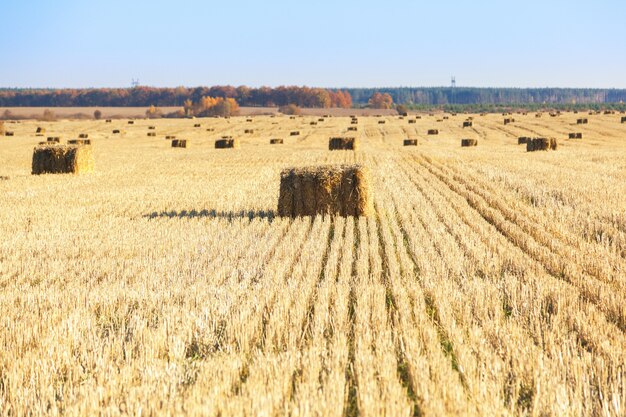 Fardos de feno espalhados pelo campo após a colheita