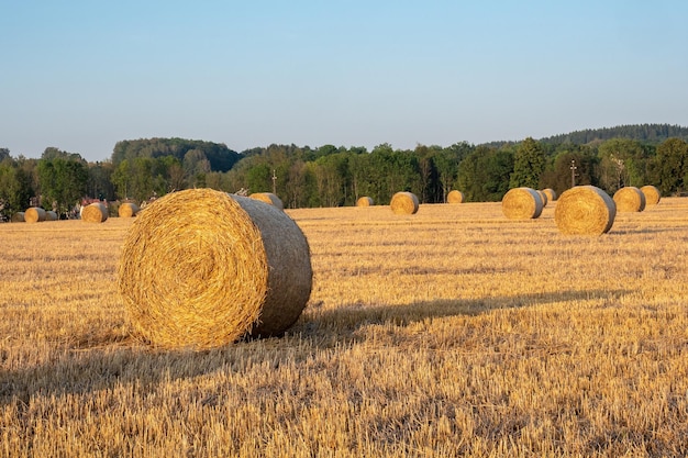 Fardos de feno no campo após a colheita Campo agrícola Fardos de feno na paisagem de campo dourado