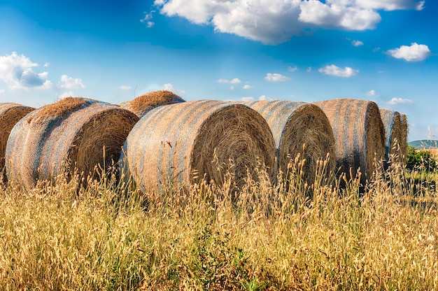 Fardos de feno no campo após a colheita, paisagem rural na Itália