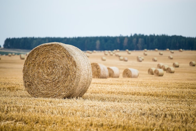 Fardos de feno no campo após a colheita