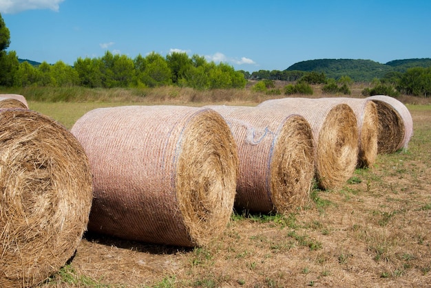 Foto fardos de feno no campo contra o céu