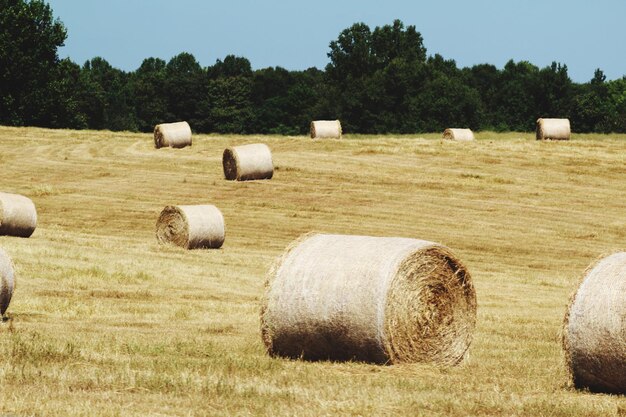 Foto fardos de feno no campo