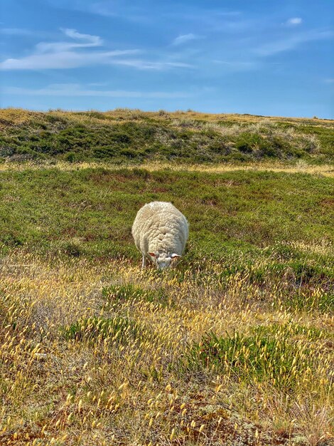 Foto fardos de feno num campo