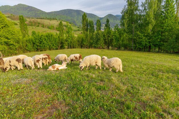 Foto fardos de feno num campo