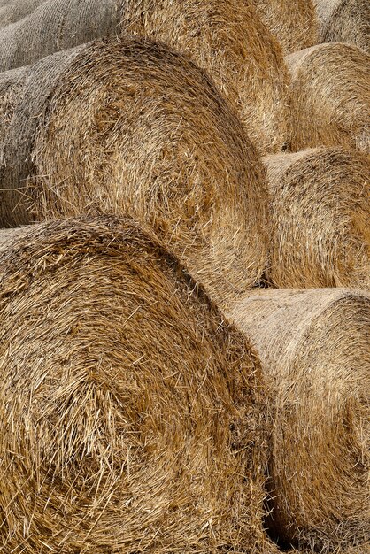 Foto fardos de palha de feno na fazenda