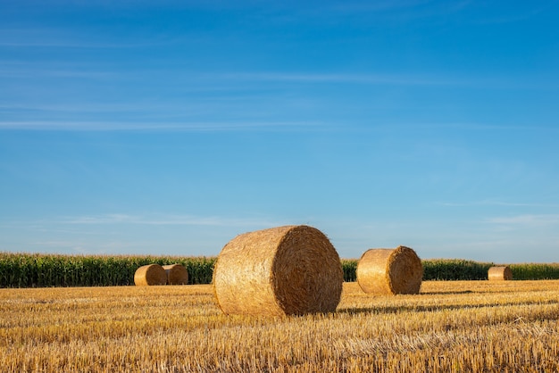 Fardos de palha em campo agrícola