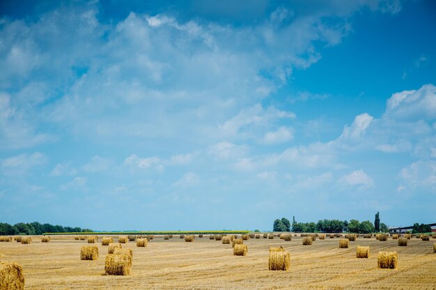 Fardos de palha em terras agrícolas com céu nublado azul