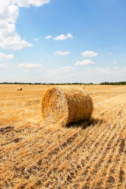 Fardos de palha em um campo com céu azul