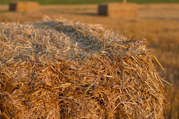 fardos de palha em um campo com luz do sol